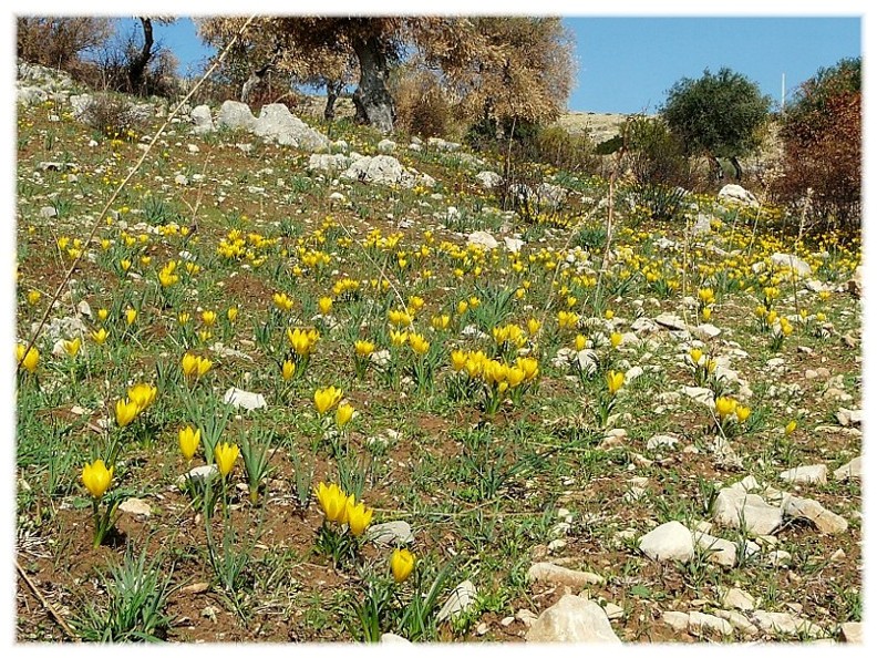 Sternbergia lutea(Cyclamen hederifolium, Biarum tenuifolium)